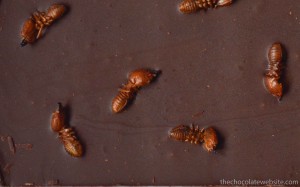 Chocolate Studded With Fat Bottomed Ants