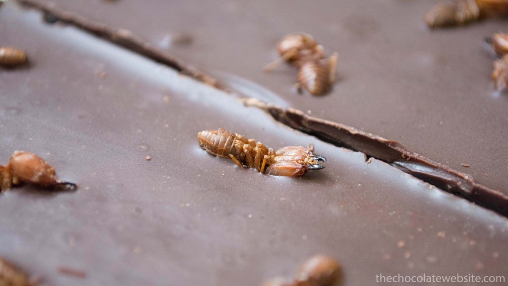 Chocolate Studded With Fat Bottomed Ants Gallery Photo
