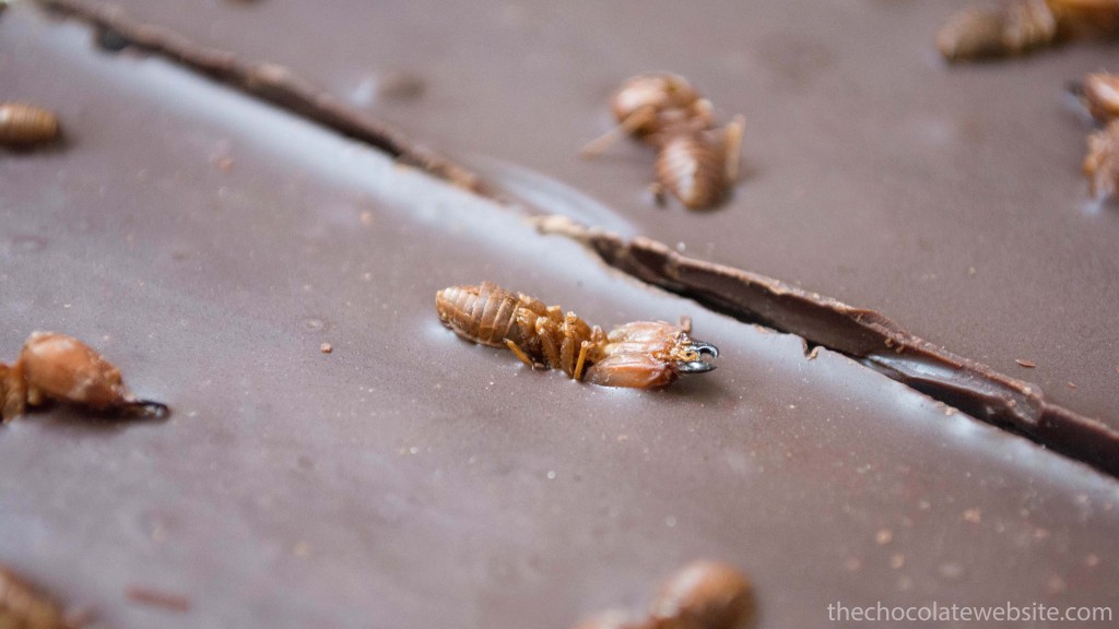 Chocolate With Fat Bottomed Ants Gallery Photo