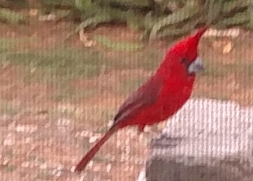Hogarth The Cardinal