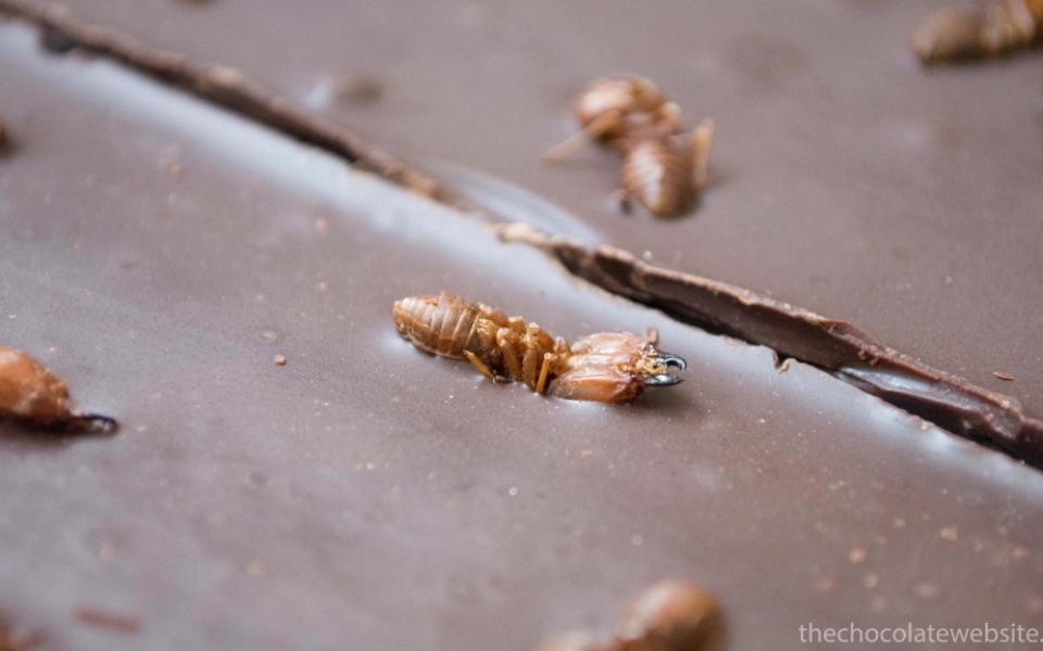 Chocolate With Fat Bottomed Ants Gallery Photo