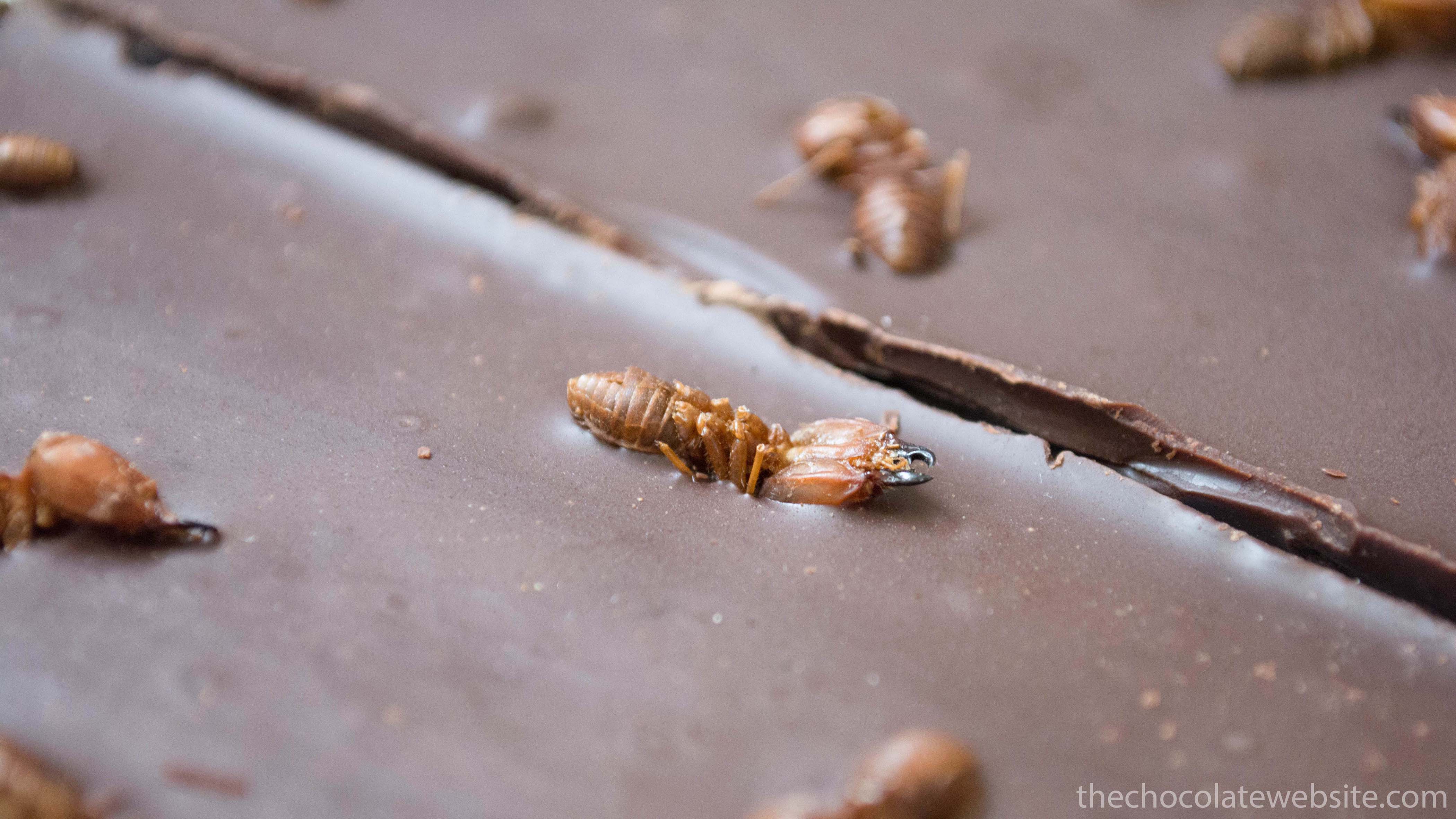 Chocolate With Fat Bottomed Ants Gallery Photo